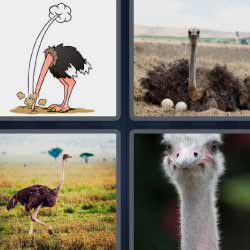 6-letras-respuestas-avestruz