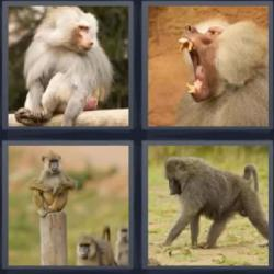 7-letras-respuestas-babuino