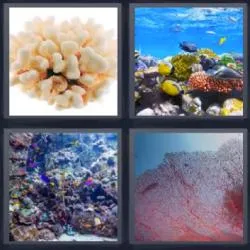 5-letras-respuestas-coral
