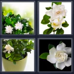 6-letras-respuestas-gardenia