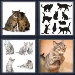 5-letras-respuestas-gatos
