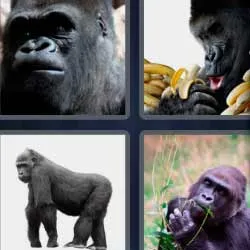 6-letras-respuestas-gorila