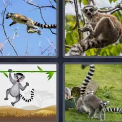 5-letras-respuestas-lemur