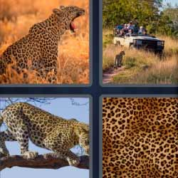 6-letras-respuestas-leopardo