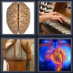 6-letras-respuestas-organo
