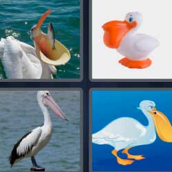 6-letras-respuestas-pelicano