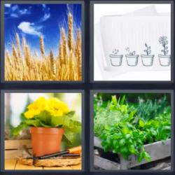 7-letras-respuestas-plantas